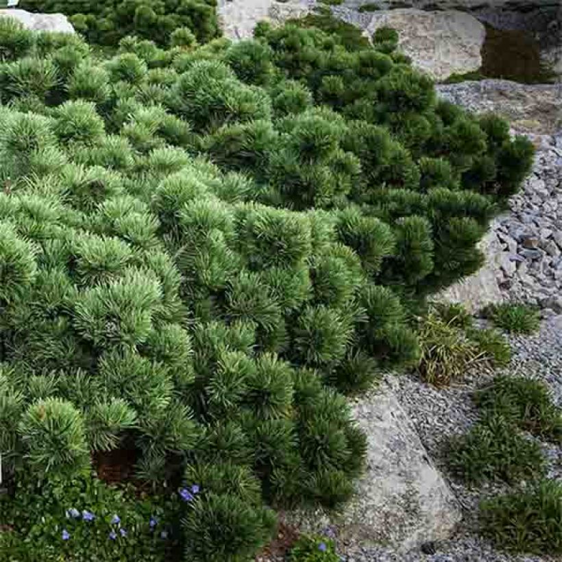 Pinus mugo Lilliput (Plant habit)