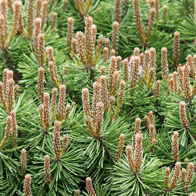 Pinus mugo Mops (Plant habit)