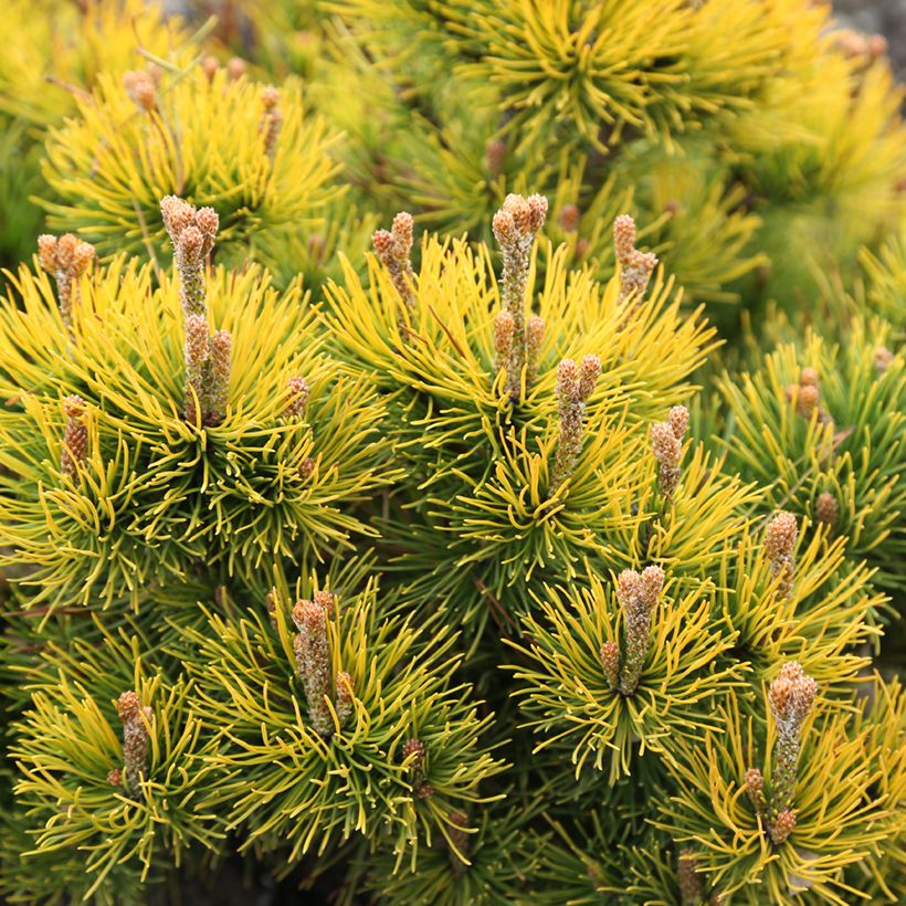 Pinus Mugo Nana Balcanica Aurea (Foliage)