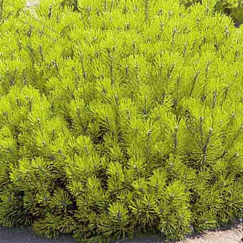 Pinus mugo Ophir (Foliage)