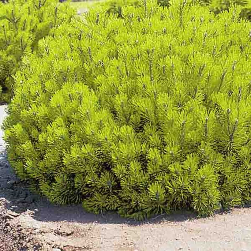 Pinus mugo Ophir (Plant habit)