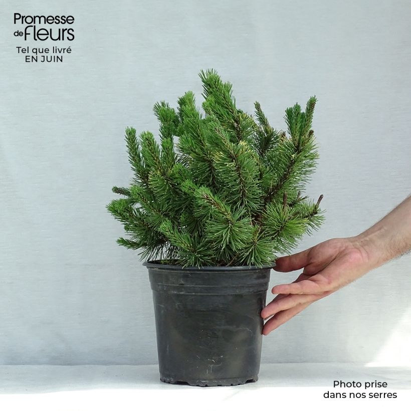 Esemplare di Pinus mugo Winter Gold Vaso da 2L/3L consegnato in estate