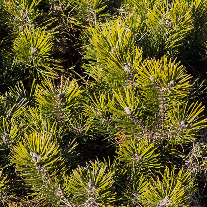 Pinus mugo var.pumilio (Foliage)