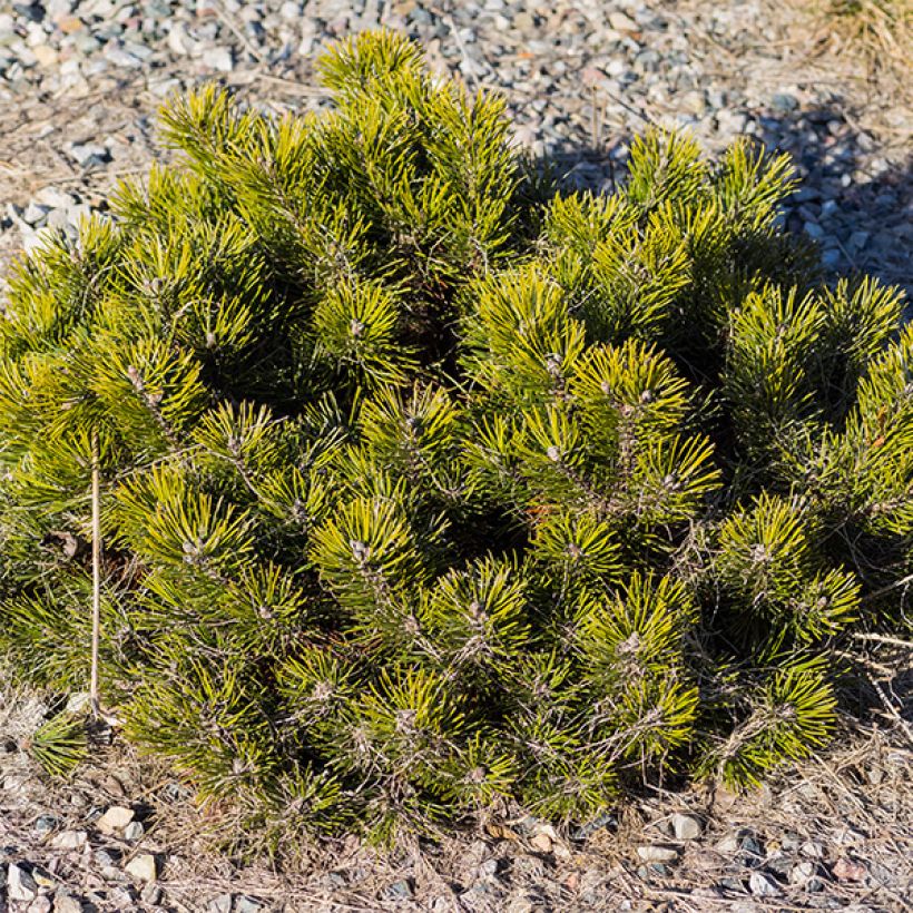 Pinus mugo var.pumilio (Plant habit)