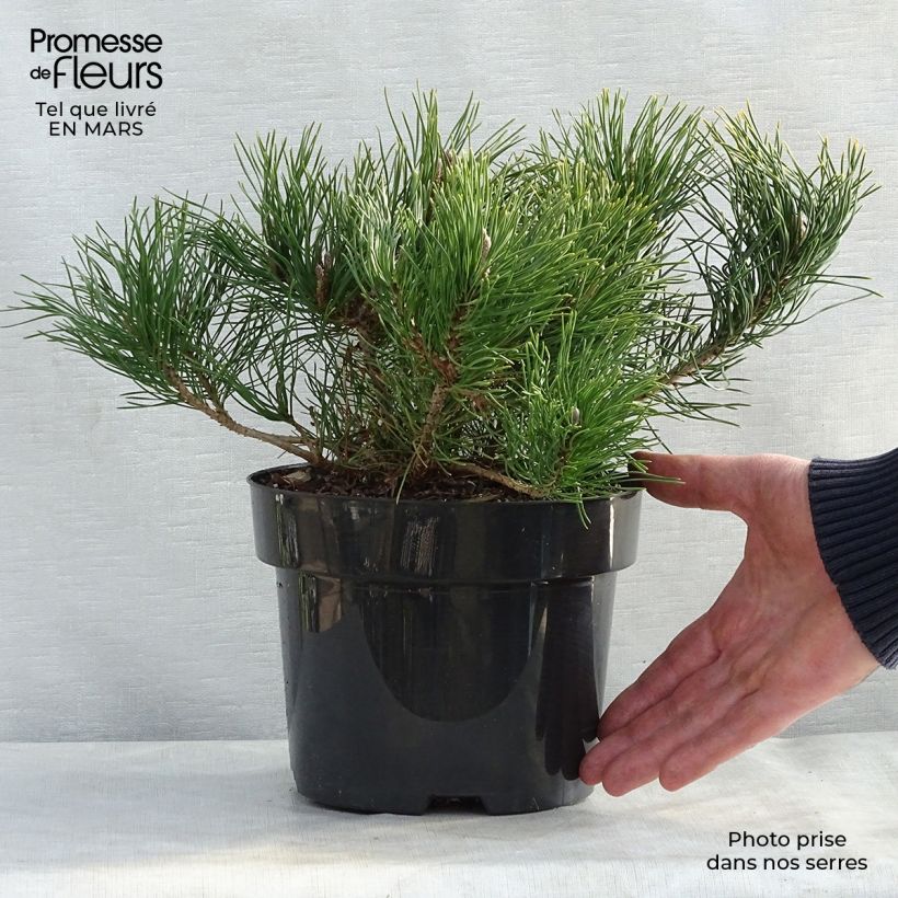 Example of Pinus mugo var.pumilio Vaso da 2L/3L as you get in printemps