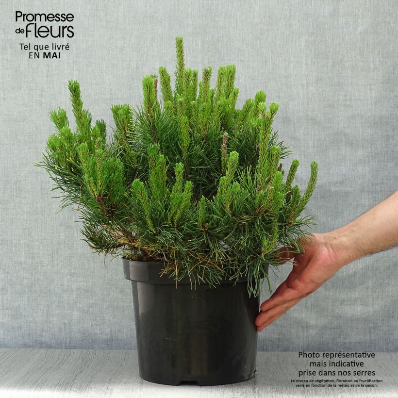 Example of Pinus mugo var.pumilio Vaso da 7,5L/10L as you get in printemps