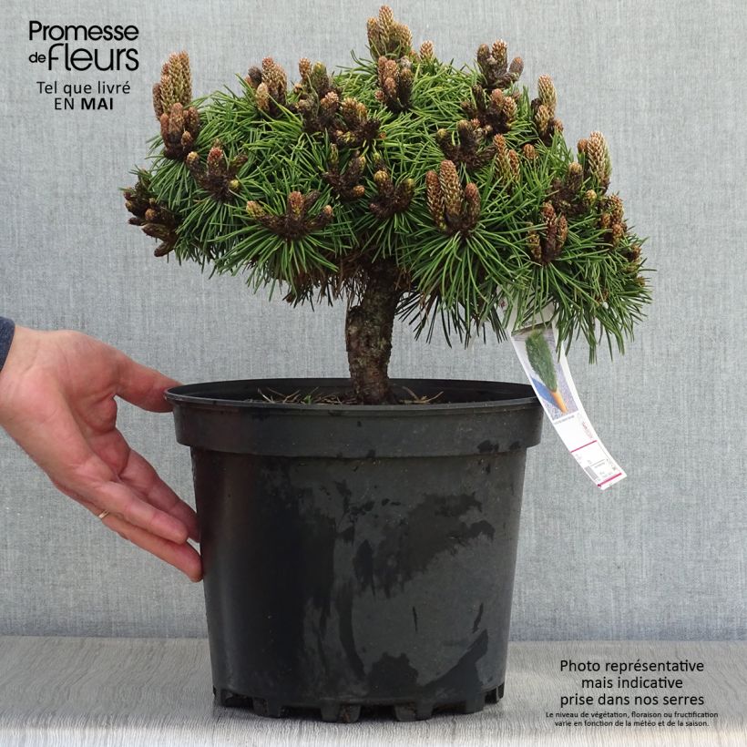 Example of Pinus nigra Agnes Brégeon Vaso da 6L/7L as you get in printemps