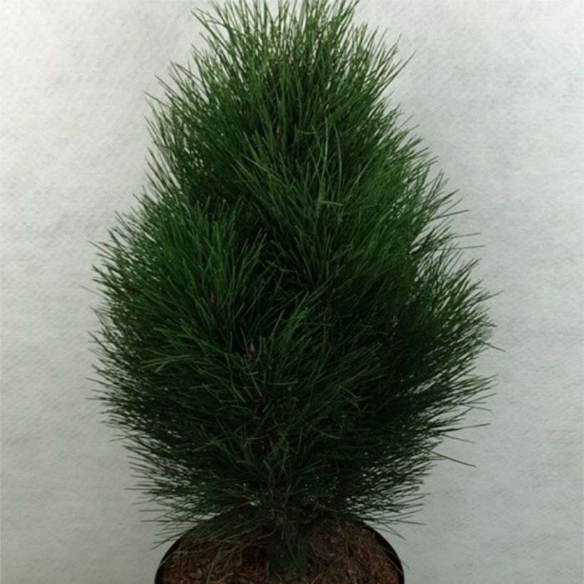Pinus nigra Green Tower (Plant habit)