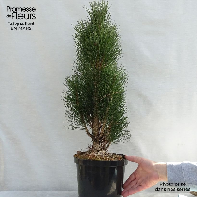 Example of Pinus nigra Green Tower Vaso da 7,5L/10L as you get in printemps