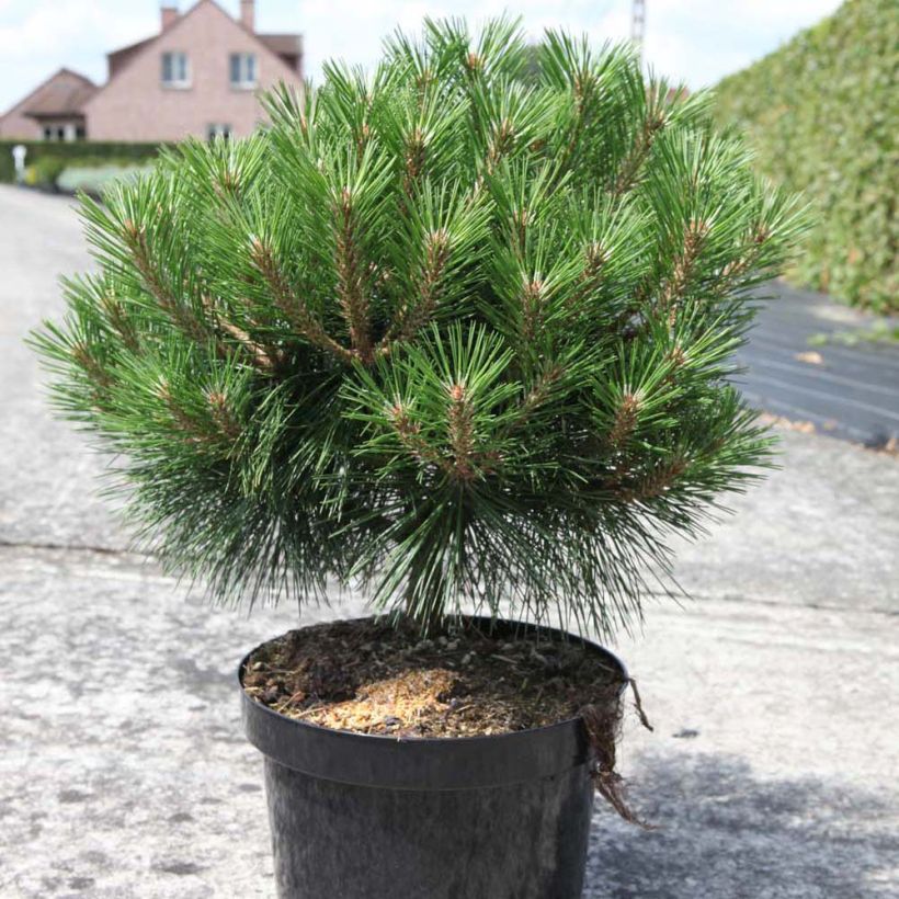 Pinus nigra Brégeon (Plant habit)