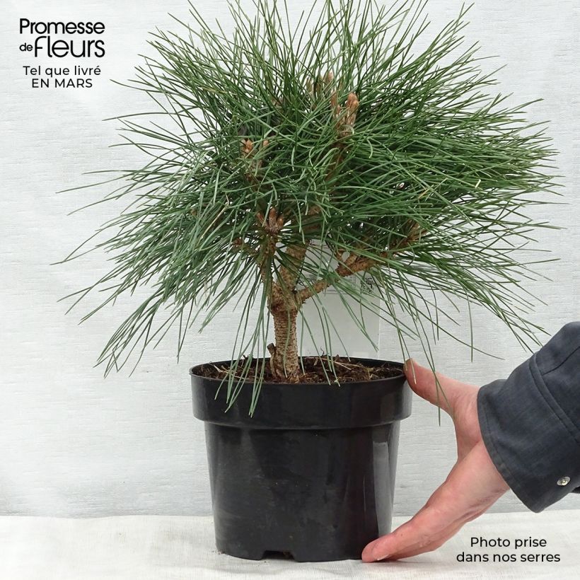 Example of Pinus nigra Brégeon Vaso da 2L/3L as you get in printemps