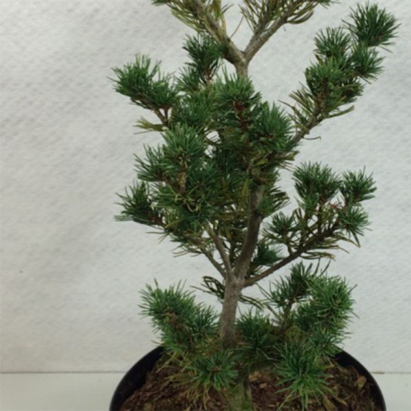 Pinus parviflora Adcock's Pyramid (Foliage)
