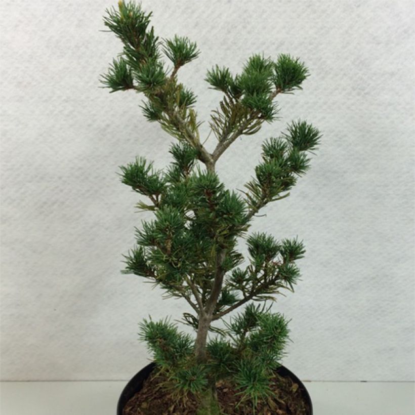 Pinus parviflora Adcock's Pyramid (Plant habit)