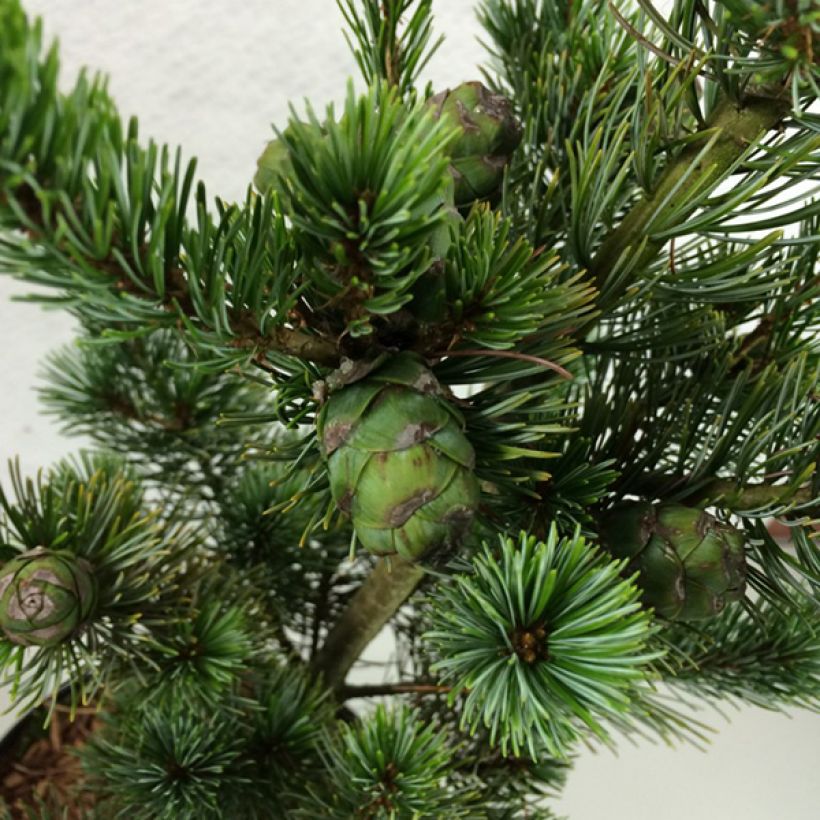 Pinus parviflora Azumi Goye (Foliage)