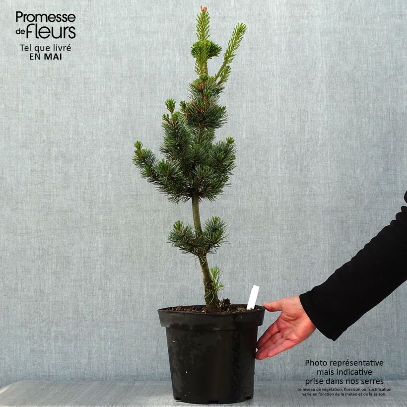 Example of Pinus parviflora Azumi Goye Vaso da 7,5L/10L as you get in printemps