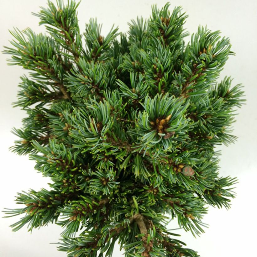 Pinus parviflora Beran (Foliage)