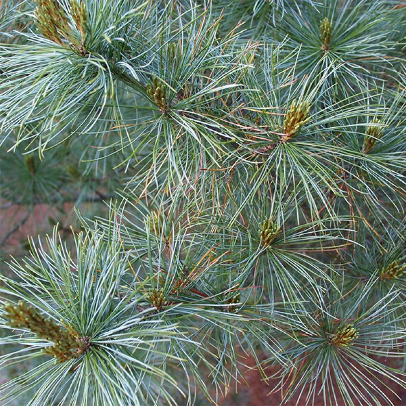Pinus parviflora Bergman (Foliage)