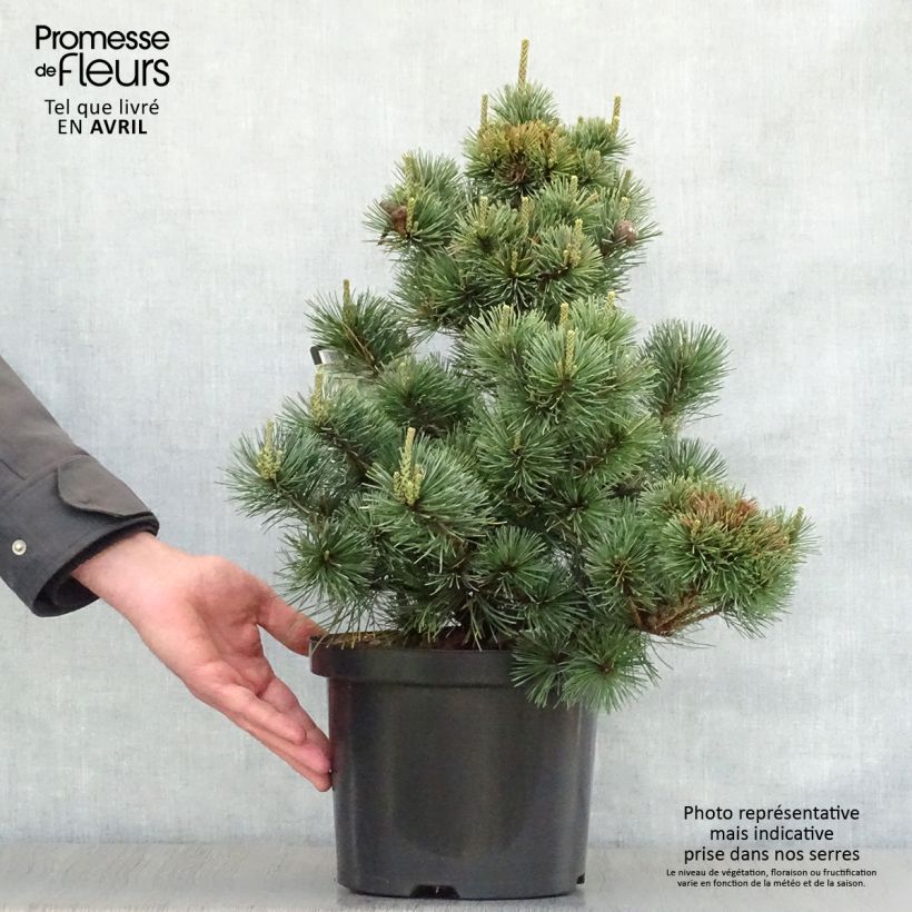 Pinus parviflora Negishi Vaso da 4L/5L esemplare consegnato in primavera