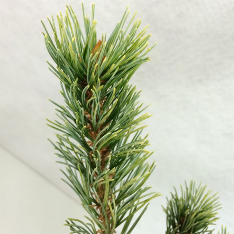 Pinus parviflora Ogon Goye (Foliage)