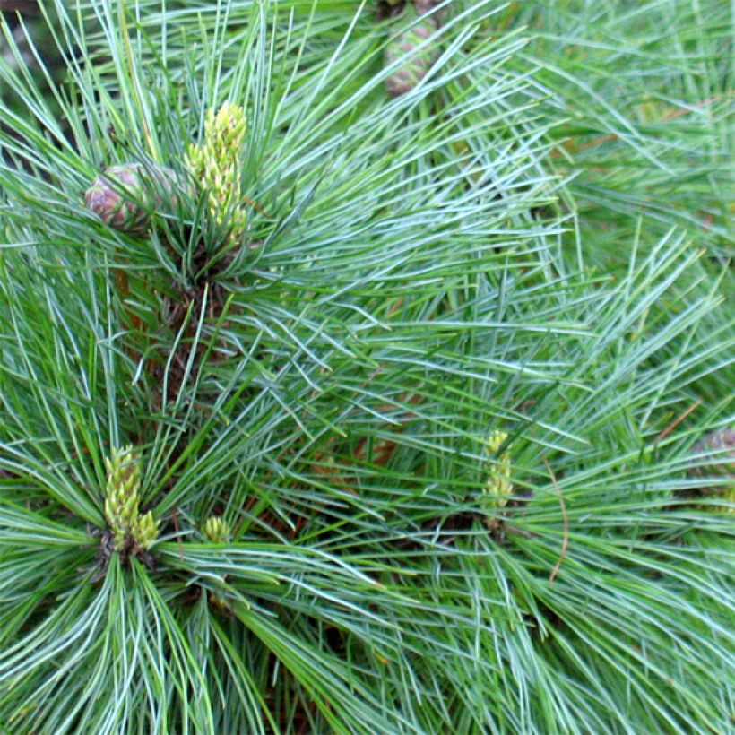 Pinus peuce (Foliage)