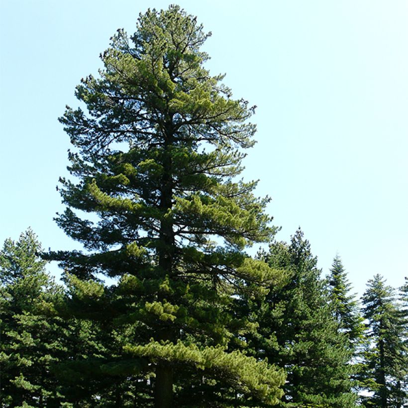 Pinus peuce (Plant habit)