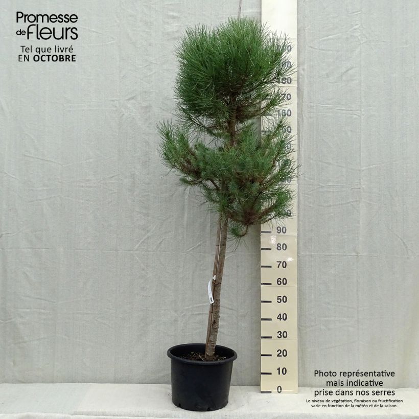 Esemplare di Pinus pinea - Pino domestico Vaso da 20L/25L, Vaso impalcato come consegnato in autunno