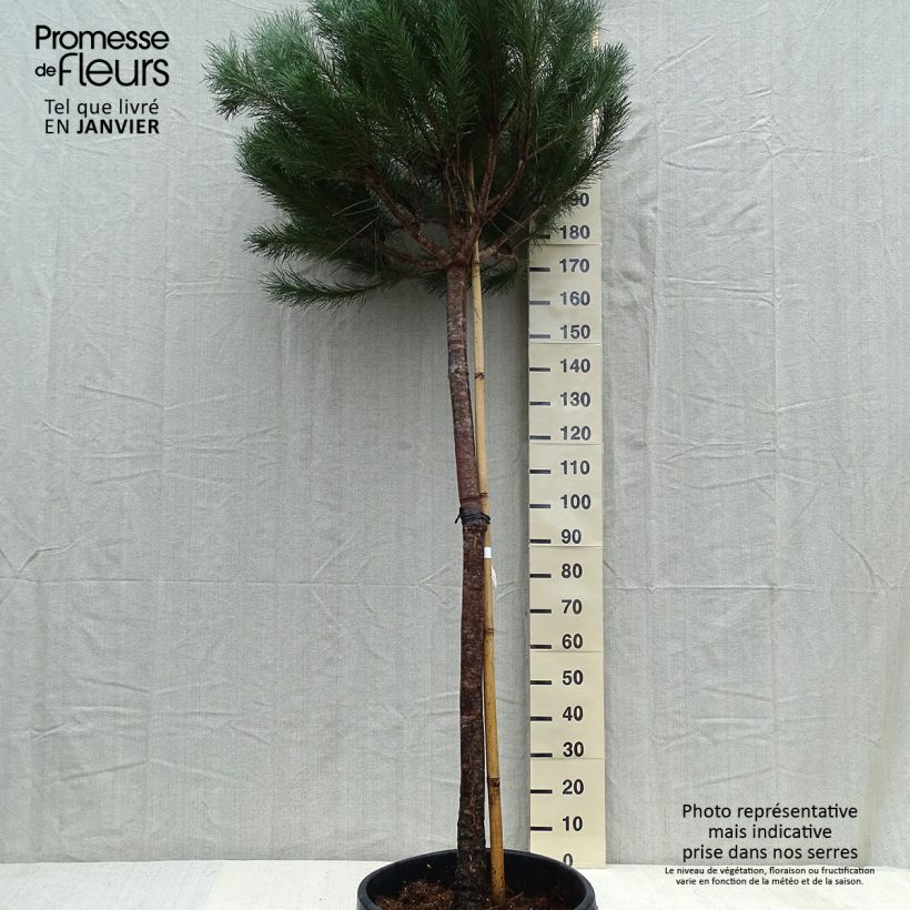 Pinus pinea - Pino domestico Vaso da 50L/55L, Vaso impalcato esemplare consegnato in inverno
