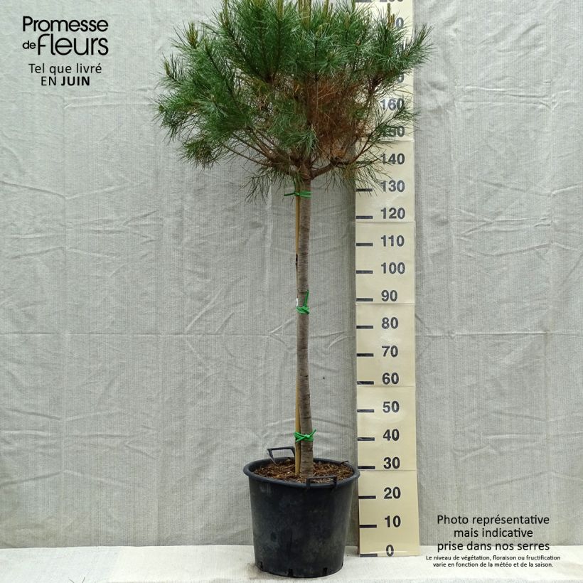 Pinus pinea - Pino domestico Vaso da 50L/55L, Vaso impalcato esemplare consegnato in primavera