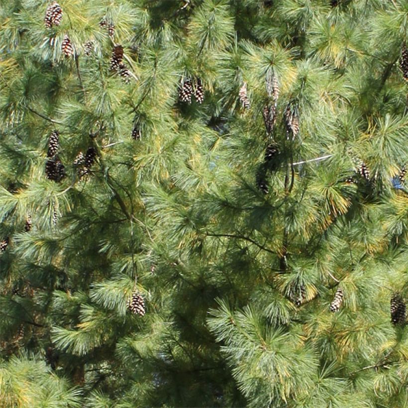 Pinus schwerinii (Fogliame)