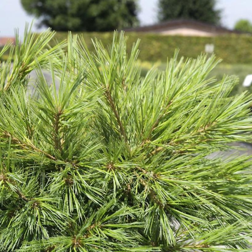 Pinus strobus Minima - Pino strobo (Foliage)