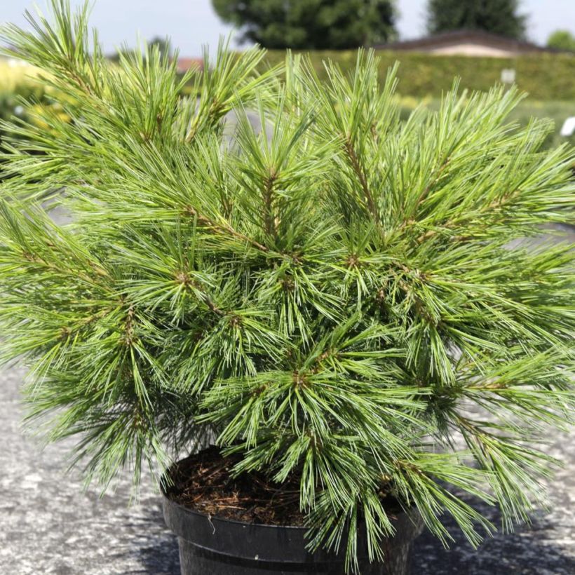 Pinus strobus Minima - Pino strobo (Plant habit)