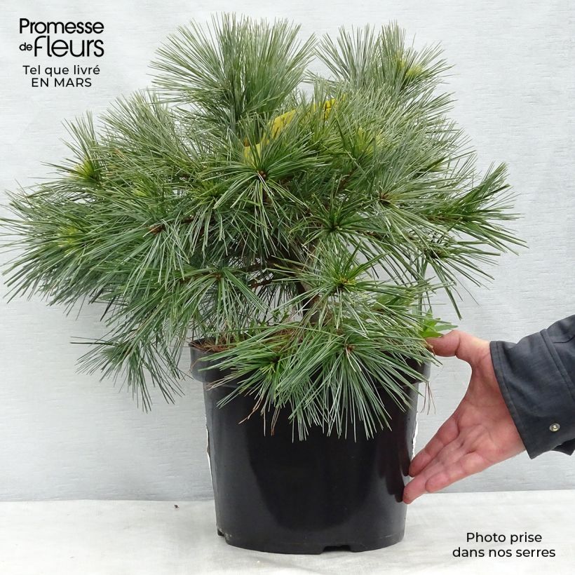 Example of Pinus strobus Minima - Pino strobo Vaso da 7,5L/10L as you get in printemps