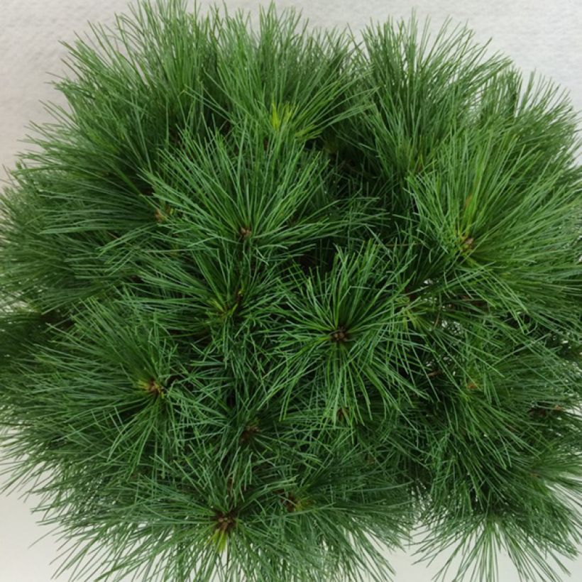 Pinus strobus Ontario - Pino strobo (Fogliame)