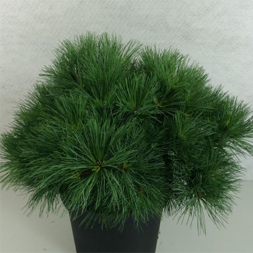 Pinus strobus Ontario - Pino strobo (Porto)