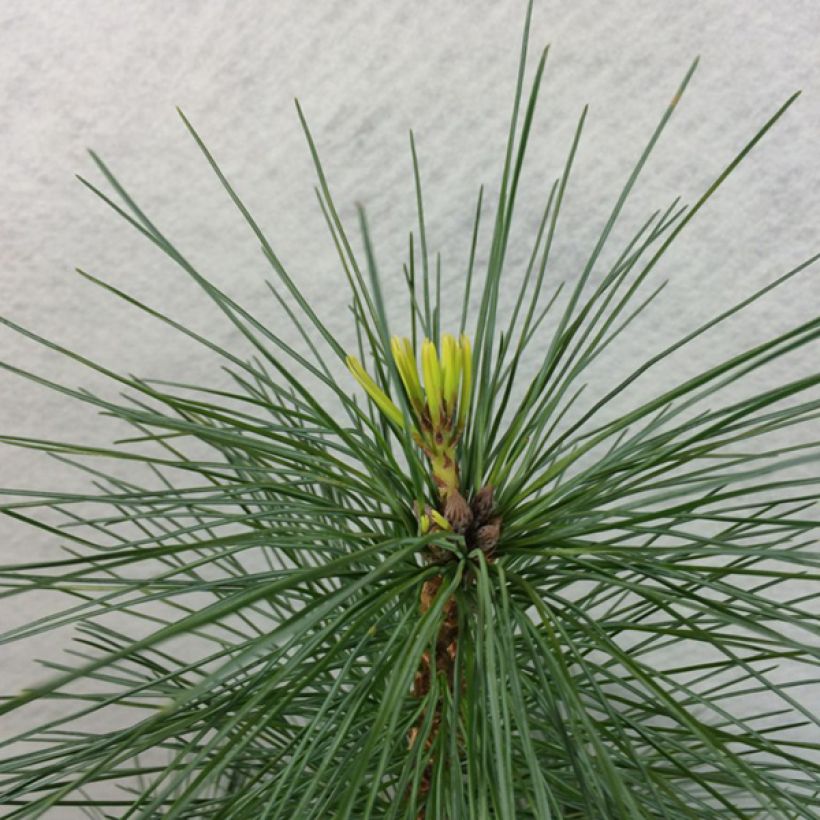 Pinus strobus Wendy - Pino strobo (Fogliame)