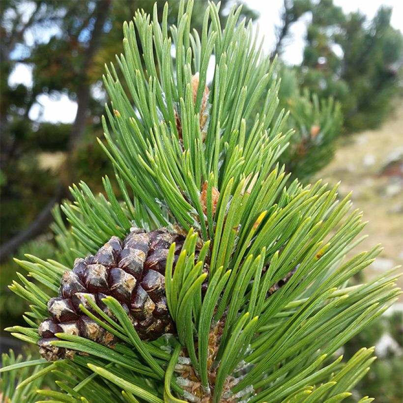 Pinus uncinata Kladská (Fogliame)