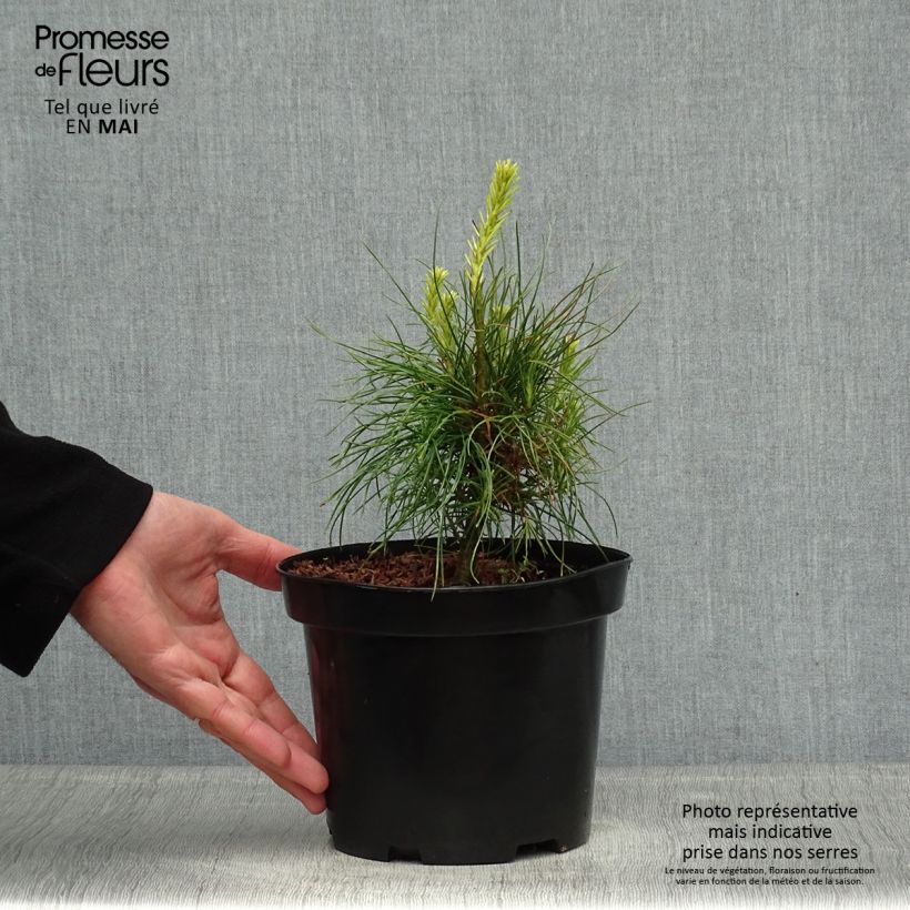 Example of Pinus wallichiana Vaso da 3L/4L as you get in printemps