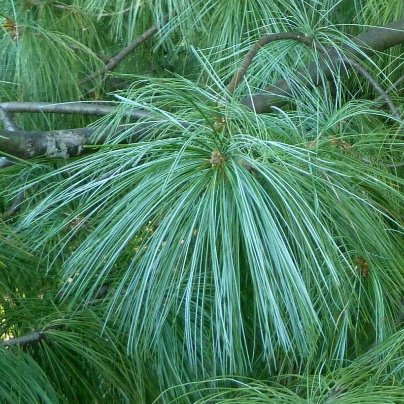 Pinus wallichiana (Foliage)