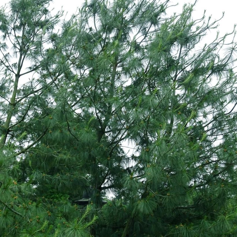 Pinus wallichiana (Plant habit)