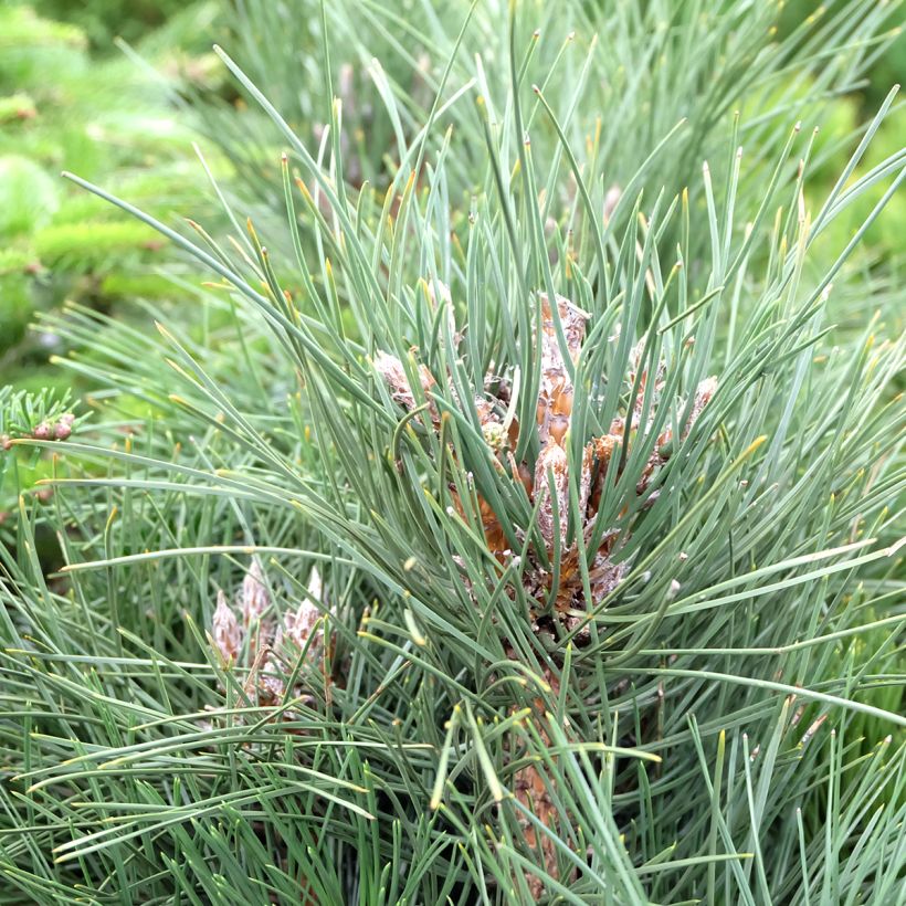 Pinus nigra Green Tower (Foliage)