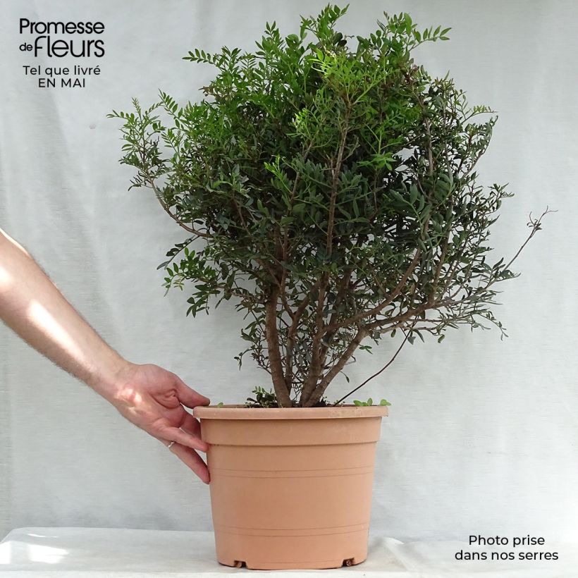 Example of Pistacia lentiscus - Lentisco Vaso da 6L/7L as you get in printemps