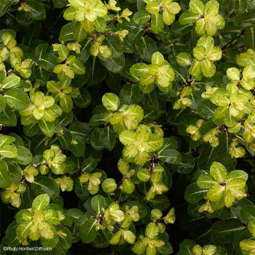 Pittosporum tenuifolium Abbotsbury Gold (Fogliame)