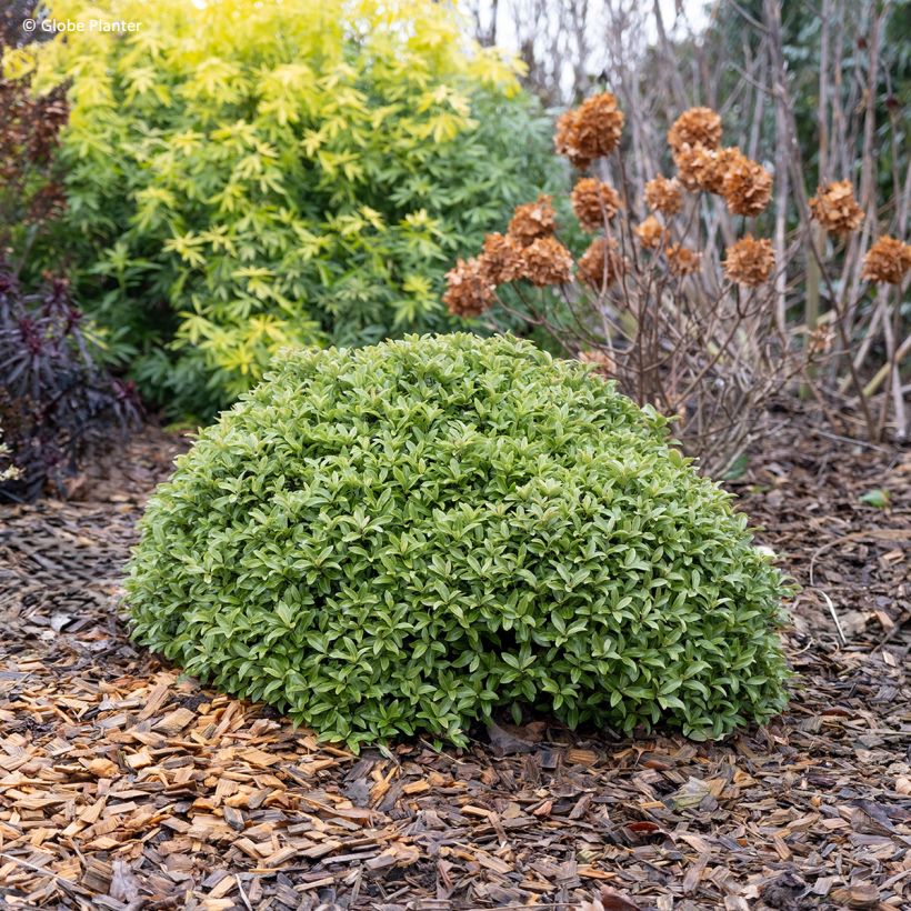 Pittosporum Orbitea (Plant habit)