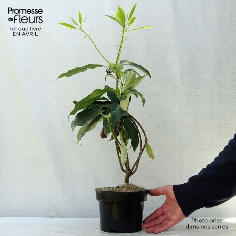 Example of Pittosporum daphniphylloides Vaso da 2L/3L as you get in printemps