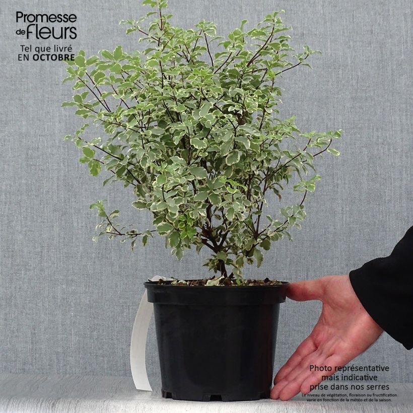 Esemplare di Pittosporum eugenoides Variegatum Vaso da 3L/4L come consegnato in autunno