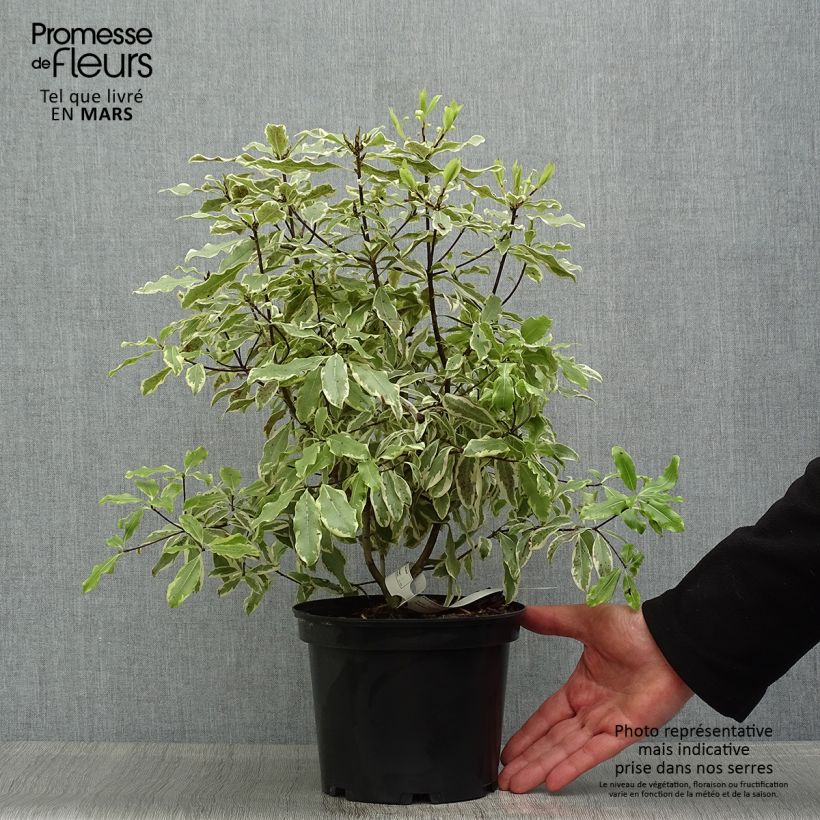 Example of Pittosporum eugenoides Variegatum Vaso da 3L/4L as you get in printemps