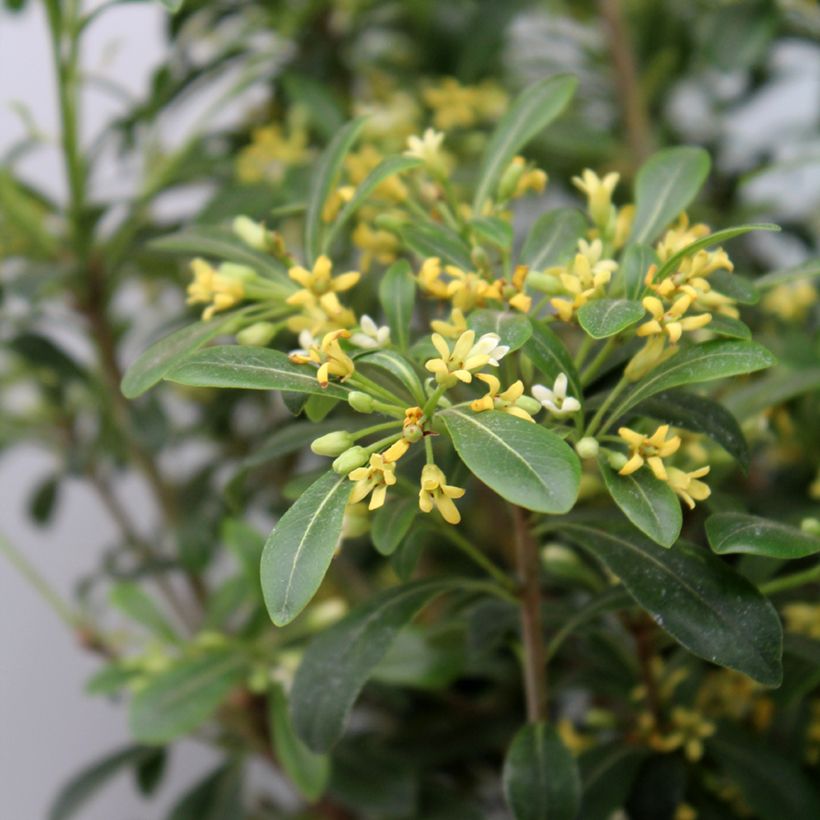 Pittosporum Green Mound (Fogliame)