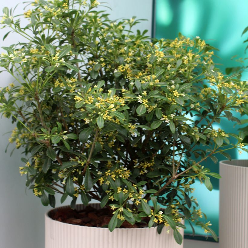 Pittosporum Green Mound (Porto)