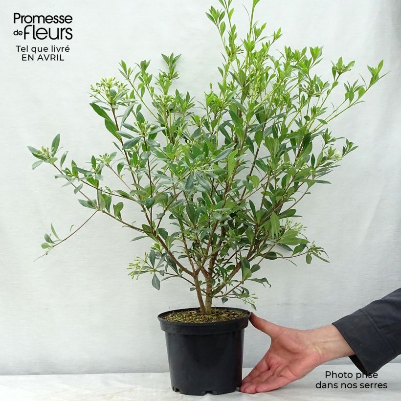 Example of Pittosporum heterophyllum Vaso da 2L/3L as you get in printemps