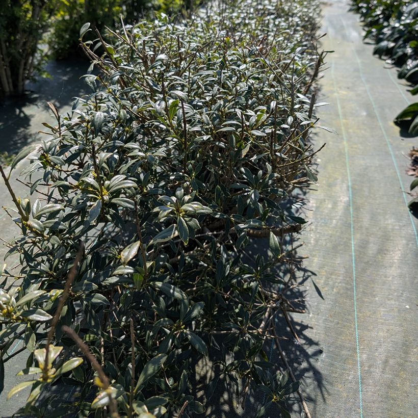Pittosporum heterophyllum Quissac - Pittospore à feuilles variables (Porto)